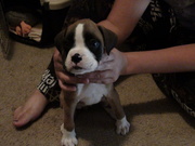 8wk boxer puppy for sale
